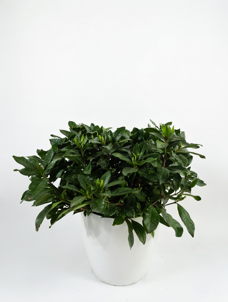 Γαρδένια - Gardenia Jasminoides