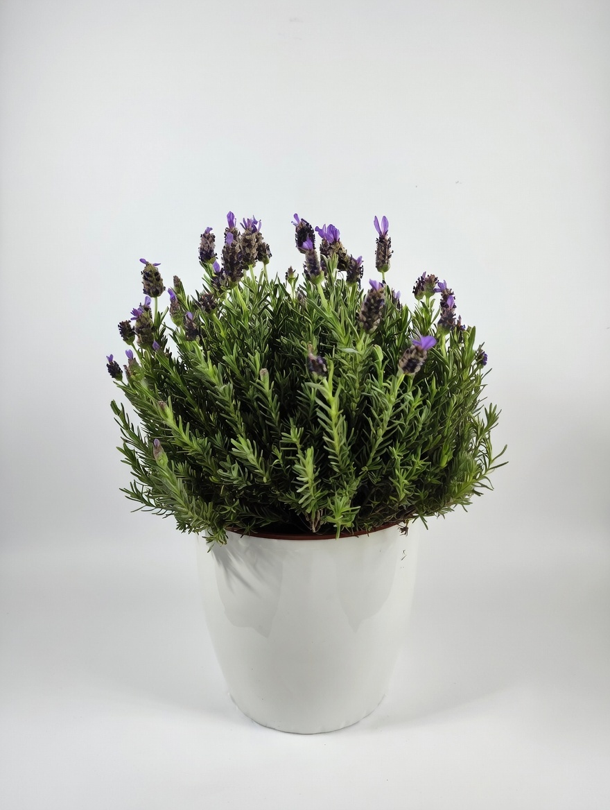 Λεβάντα Stoechas - Lavandula Stoechas