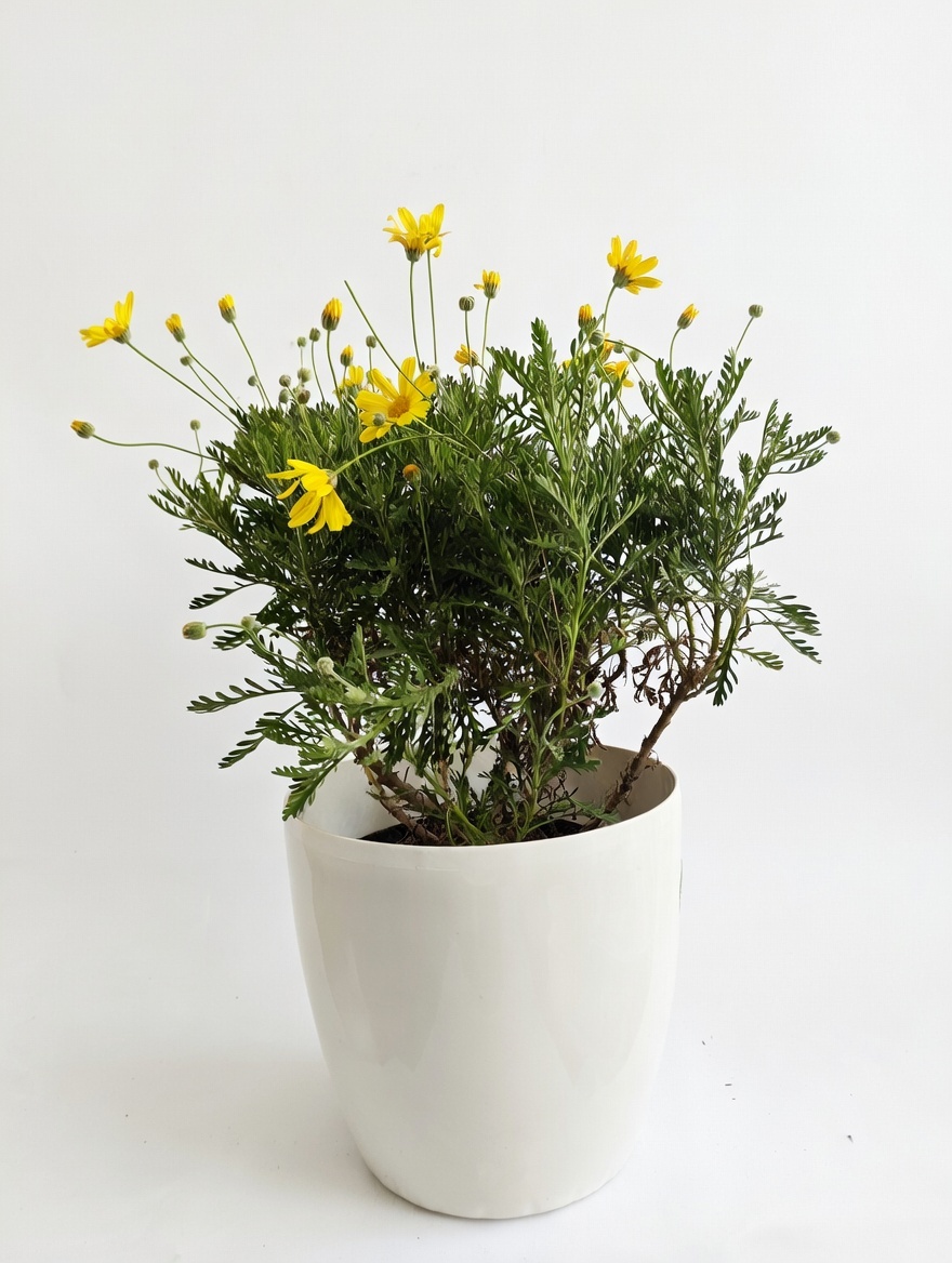 Μαργαρίτα Ευρίοψις - Euryops Pectinatus