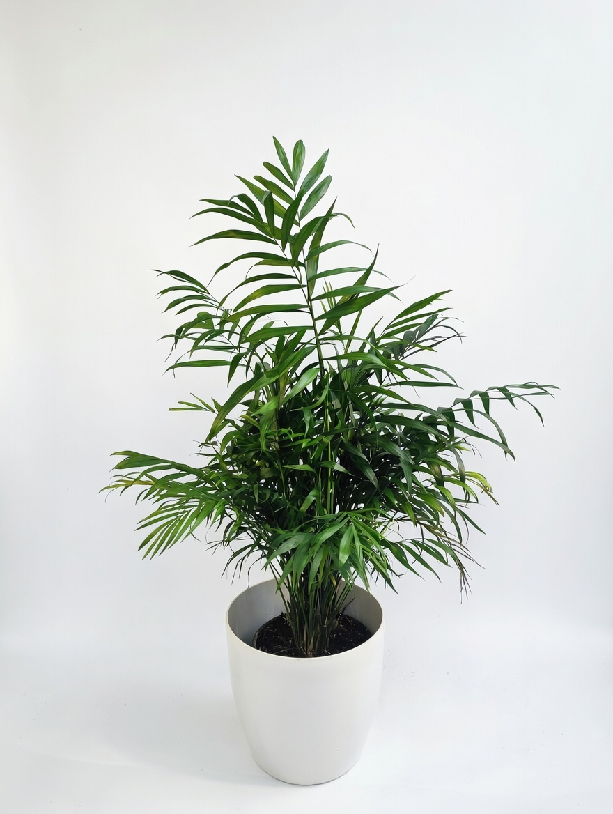 Χαμαιδωρέα - Chamaedorea Elegans